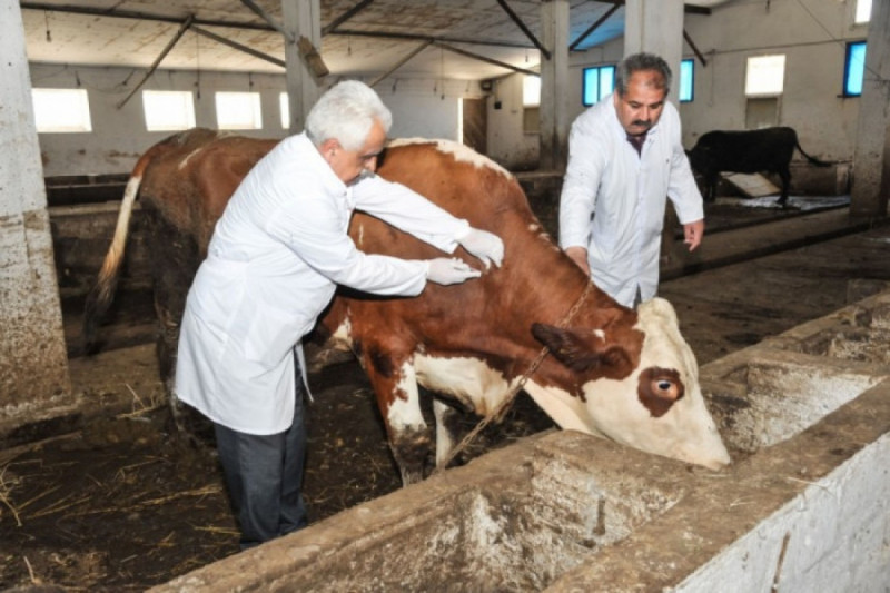 Azərbaycanda sahə baytarları xidməti müqavilə əsasında fəaliyyət göstərəcək