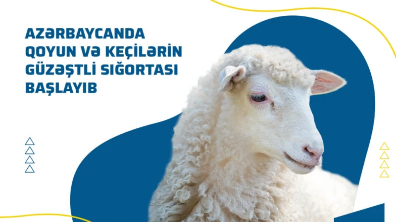 Azərbaycan İnvestisiya Şirkəti tərəfindən 62 yeni investisiya layihəsinə baxılıb