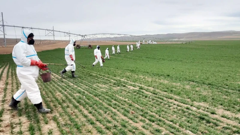 Payızlıq əkinlərdə zərərli orqanizmlərə qarşı mübarizə aparılır