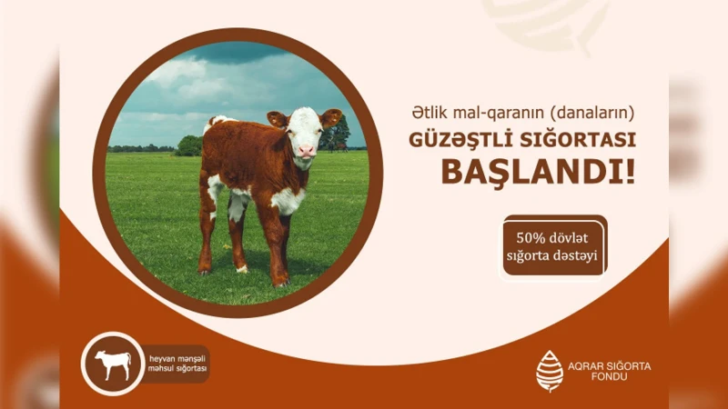 Azərbaycanda danaların sığortası başlayıb