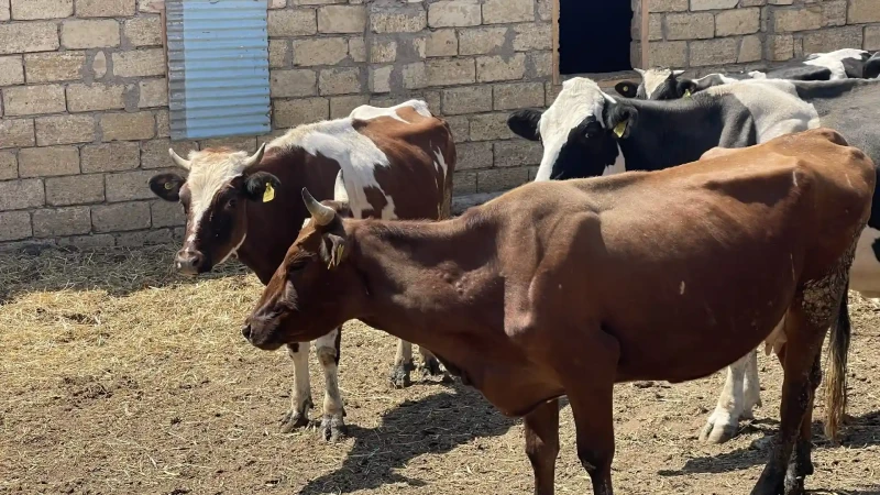 Salyan: fermadan 4 baş inək oğurlanıb