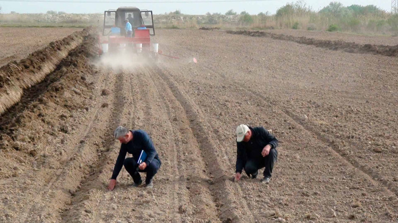 Azərbaycanın dörd rayonunda yeni pambıq sortlarının əkininə başlanılıb