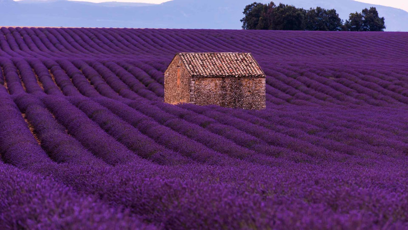 Azərbaycanda ilk dəfə lavanda festivalı keçiriləcək
