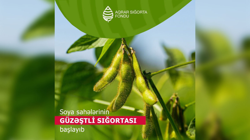 Azərbaycanda soya sahələrinin güzəştli sığortası başlayıb