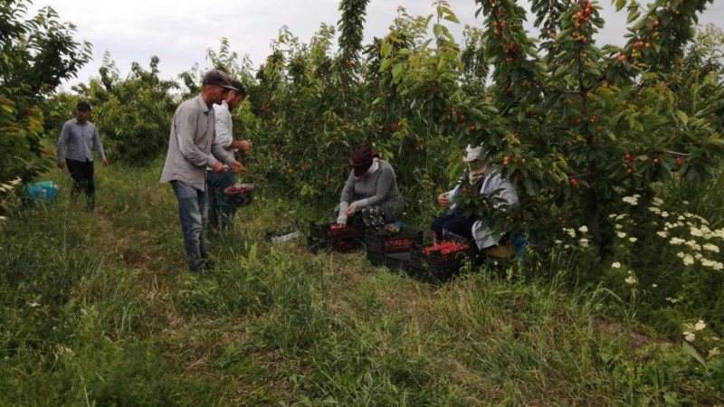 Qusarda yaradılan aqroparkda 350 nəfər işlə təmin edilib