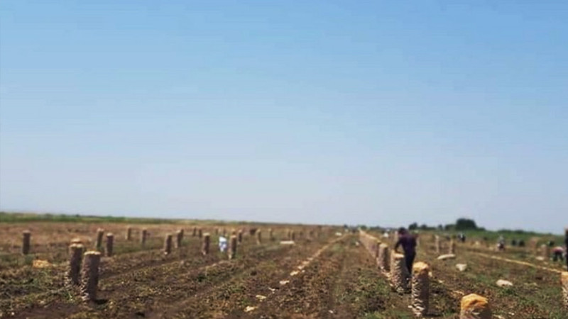 Cəlilabadda kartof kəskin ucuzlaşıb, məhsul əkin sahələrində çürüyür