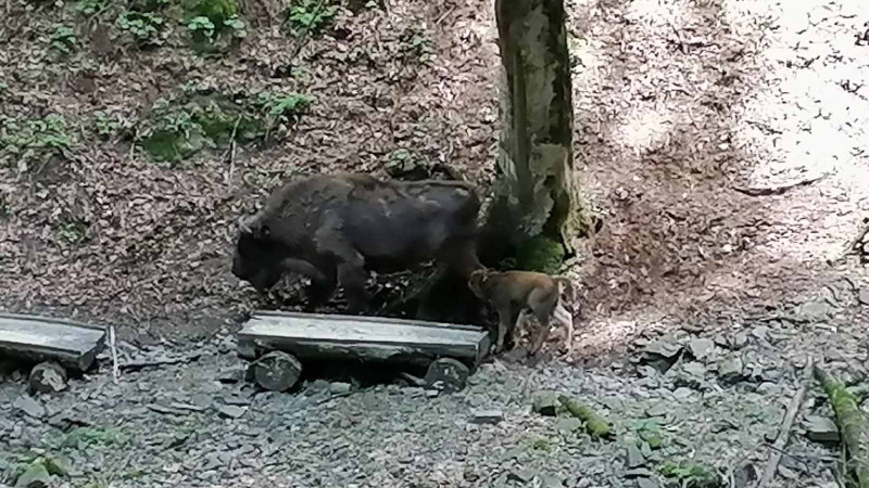Şahdağ Milli Parkında daha bir zubr balası dünyaya gəlib