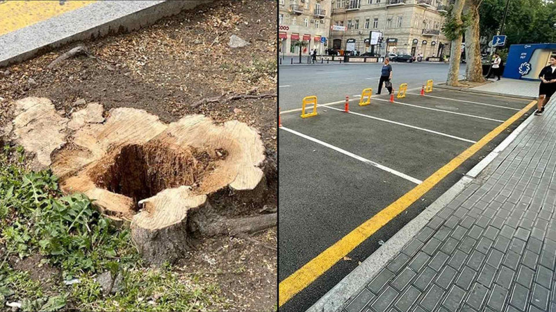 Bakının mərkəzində qanunsuz ağackəsmə ilə bağlı Nəsimi bələdiyyəsi cərimələnib