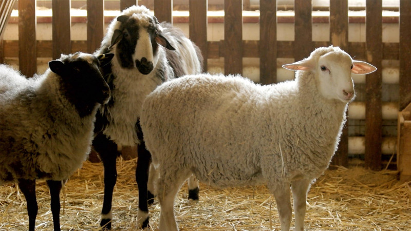 Qurbanlıq heyvanların satış və kəsim yerləri açıqlanıb