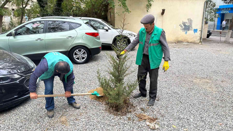 Ağacları kəsərək avtodayanacaq salmaq istəyən şirkətlə bağlı akt tərtib edilib