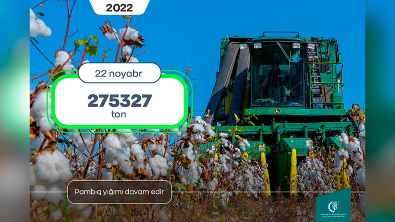 Tədarük məntəqələrinə 275 min tondan çox pambıq təhvil verilib