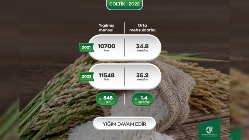 Çəltikçilik üzrə məhsuldarlıq və istehsal həcmi artıb