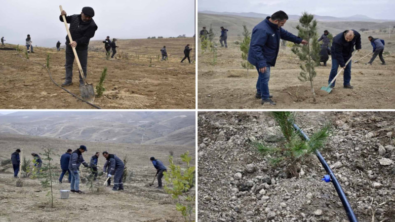 Laçın, Cəbrayıl və Zəngilanda ağacəkmə aksiyaları keçirilib