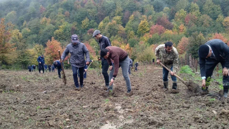 Meşə fondu torpaqlarında ötən həftə 45 mindən artıq ağac əkilib