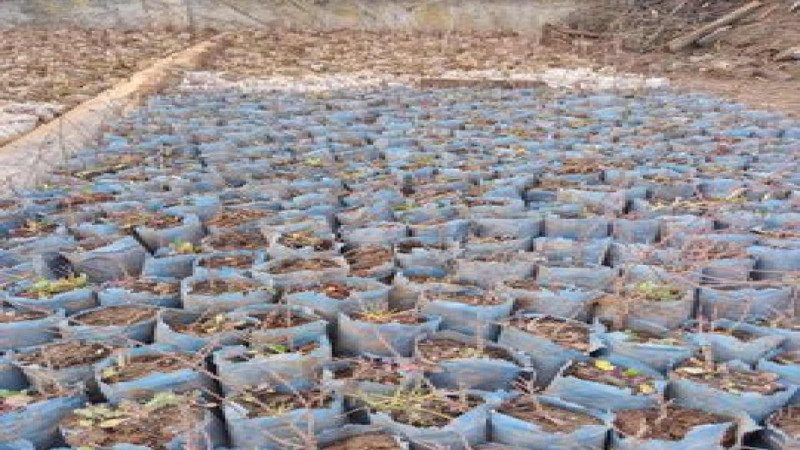 Türkiyədən gətirilən 43 min ağac tingi və 150 kq toxum Cəbrayılda əkiləcək