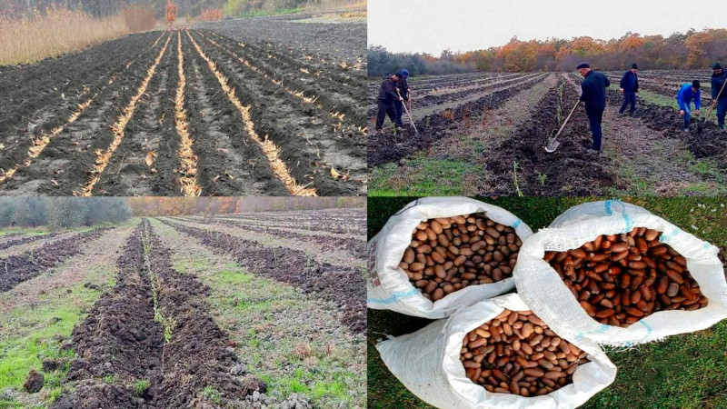 Son bir həftədə meşə fondu torpaqlarında 100 mindən çox ağac əkilib
