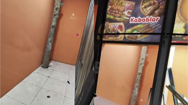 Bakıda qeyri-adi kafe: obyektin içində ağac bitir