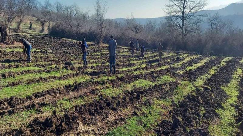 15 hektar sahədə meşəbərpa tədbirləri həyata keçirilir