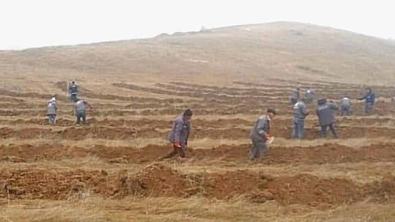 Dostluq Meşəsində 50 minə yaxın ağac əkilib