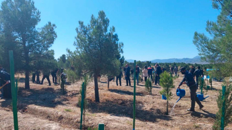 ETSN: bu il 3 milyon ağacın əkilməsi nəzərdə tutulub