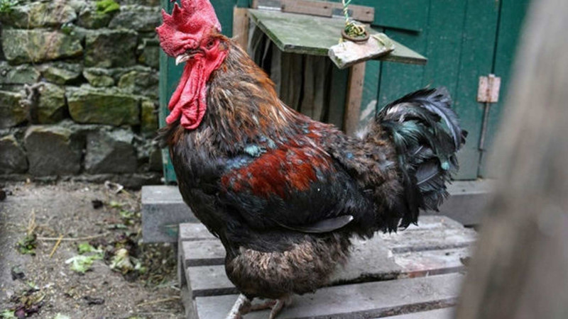 Yevlaxda oğru 30 manatlıq xoruza görə 30 sutka həbs edilib