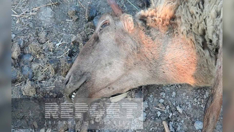 Ağdaşda iri və xırdabuynuzlu heyvanlar naməlum səbəbdən tələf olub