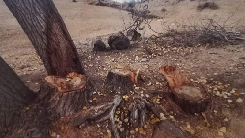 Balakəndə qanunsuz ağac kəsən şəxs müəyyən edilib