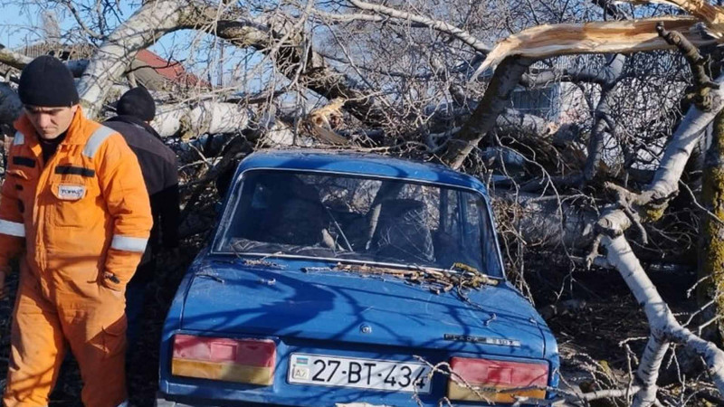Xaçmazda ağac avtomobilin üzərinə aşıb