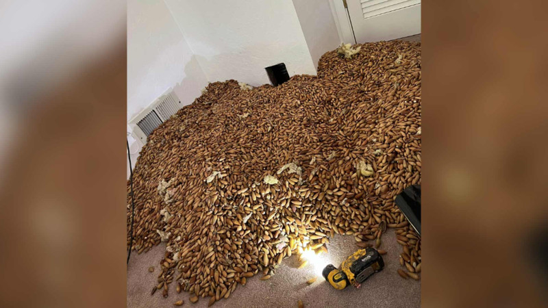 Evin divarındakı dəlikdən 320 kiloqram palıd qozası töküldü - MARAQLI OLAY