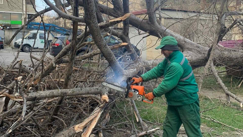 Bakıda güclü külək daha 13 ağacı sındırıb