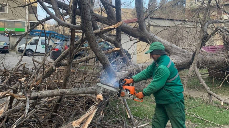 Bakıda 15 ağac güclü küləkdən ziyan görüb