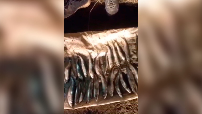 Saatlıda qanunsuz balıq ovlayanlarla bağlı tədbir görülüb