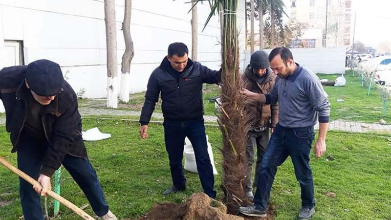 Heydər Əliyevin 100 illik yubileyi ilə bağlı Sabirabadda ağacəkmə aksiyası keçirilir