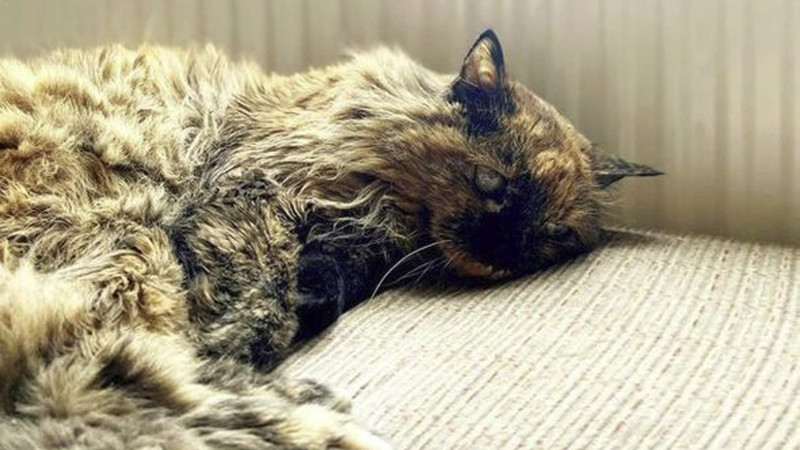 31 yaşlı Rozi dünyanın ən yaşlı pişiyidir