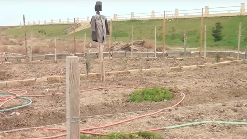 Xiyar, pomidor əkilən Sumqayıt bulvarının rəisi işdən çıxarılıb?