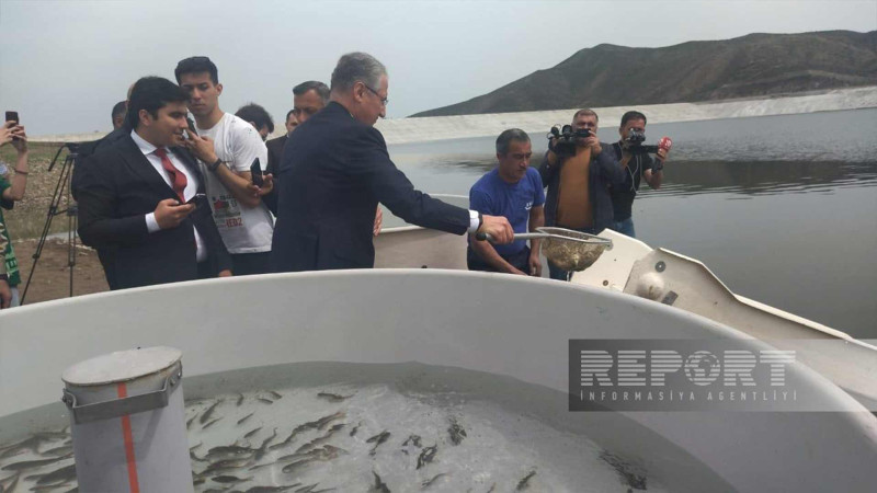 Xaçınçay su anbarının balıq populyasiyası artırılıb