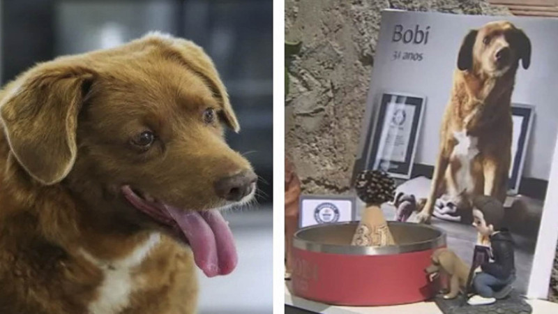 Dünyanın ən yaşlı iti 31 yaşını qeyd edib - VİDEO