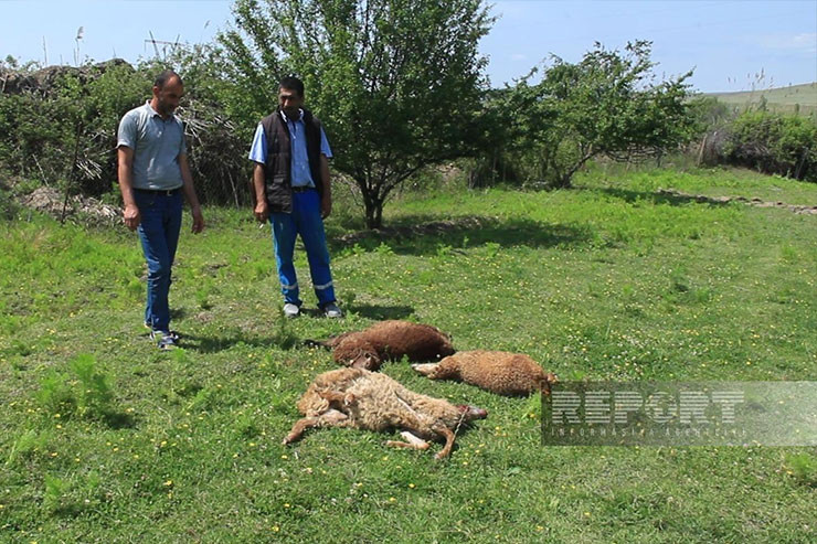 Göyçayda sahibsiz itlər qoyun sürüsünə hücum edib