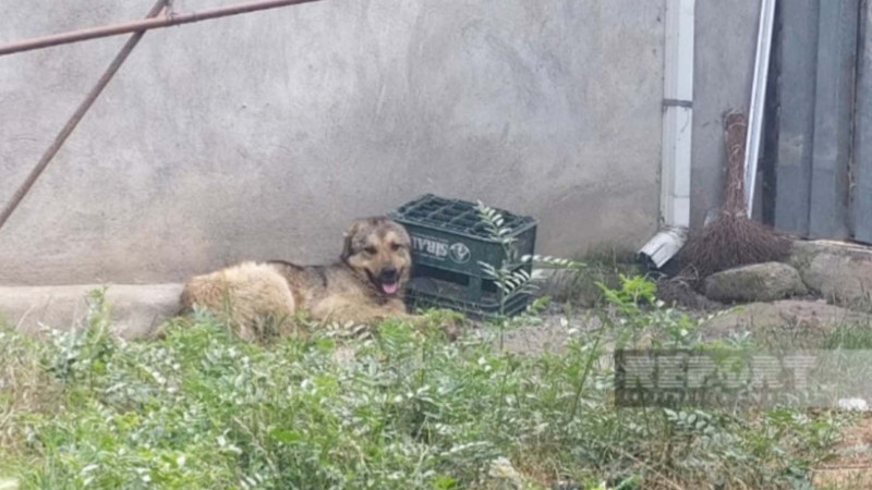 Cəlilabadda bacısını xilas edən qız quduz itin dişləməsi nəticəsində ölüb