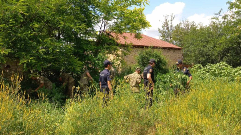 Laçında 842 kiloqram çətənə bitkisi məhv edilib