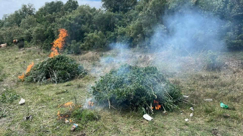 Neftçalada yabanı halda bitmiş 12 ton çətənə kolu məhv edilib