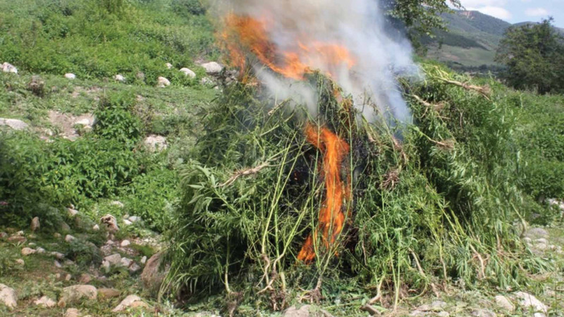 Daşaltıda bir tondan artıq çətənə bitkisi məhv edilib