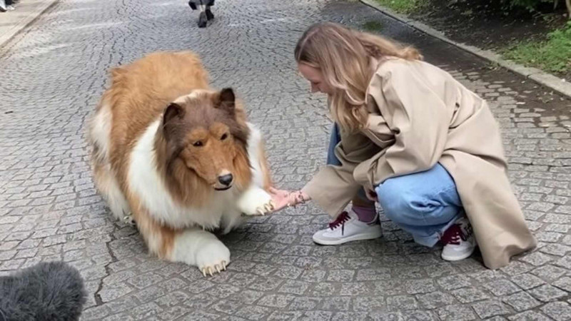 İt olmaq üçün 14 min dollardan çox pul xərclədi - VİDEO