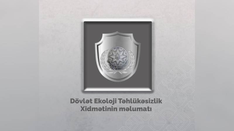 Ağalı kəndində ağaclar qanunsuz kəsilib