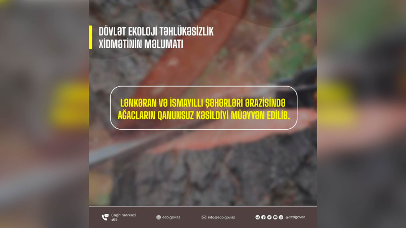 İsmayıllı və Lənkəranda qanunsuz ağac kəsən şəxslər cərimələniblər
