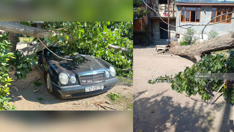 Gəncədə ağac “Mercedes”in üzərinə aşıb