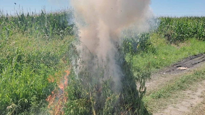 Zaqatalada 1,7 ton narkotik tərkibli bitki məhv edilib