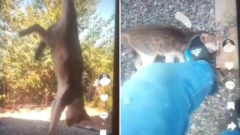 TikTok-da canlı yayımda pişiyə işgəncə verən şəxs müəyyən edilib