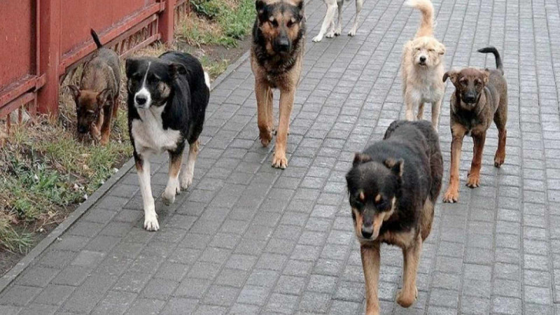 Bərdədə 7 yaşlı uşağı it dişləyib