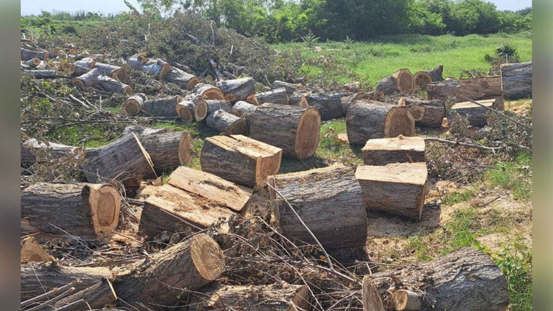 Zərdabda ağacları kəsən şəxslər saxlanılıblar